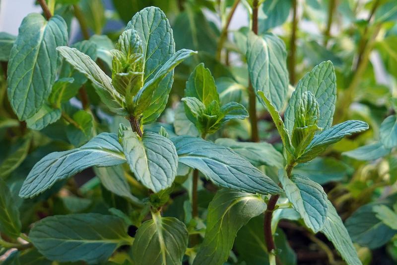 Mint is a vigorous, aromatic perennial herb with square stems and fragrant leaves that range from bright green to purple-tinged, depending on variety