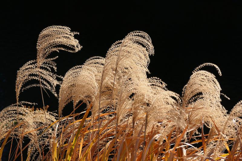 Miscanthus (Miscanthus sinensis): Growing in dense clumps, it provides year-round structure with green or variegated leaves that turn golden-bronze