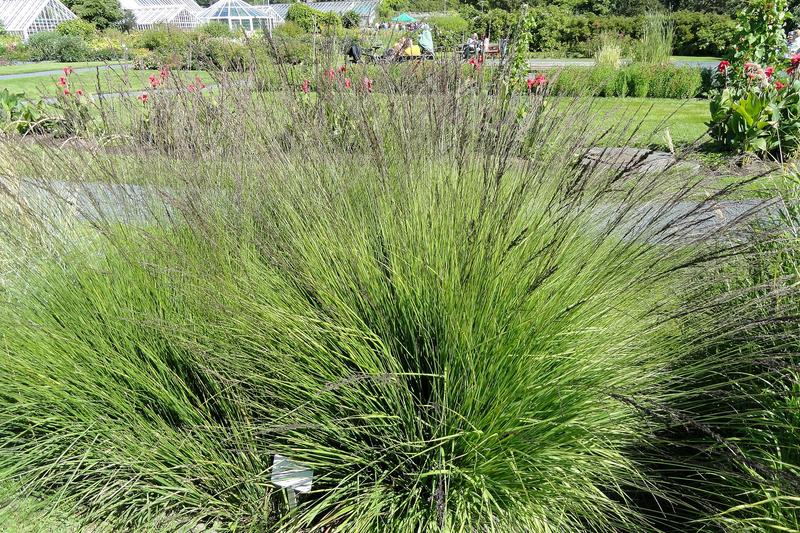 Moor Grass (Molinia caerulea): It forms elegant, upright clumps of fine-textured foliage that turns golden-yellow in autumn, with airy purple flower