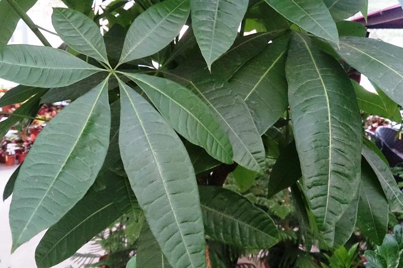 Money Tree (Pachira aquatica): The Money Tree is a tropical houseplant native to Central and South American wetlands, prized for its distinctive