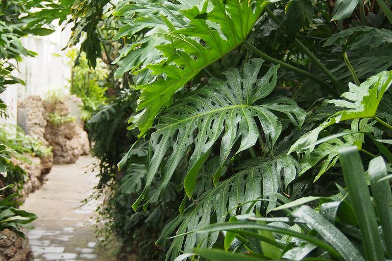 Monstera (Monstera deliciosa): The large, glossy leaves develop characteristic splits and holes as the plant matures, creating an architectural