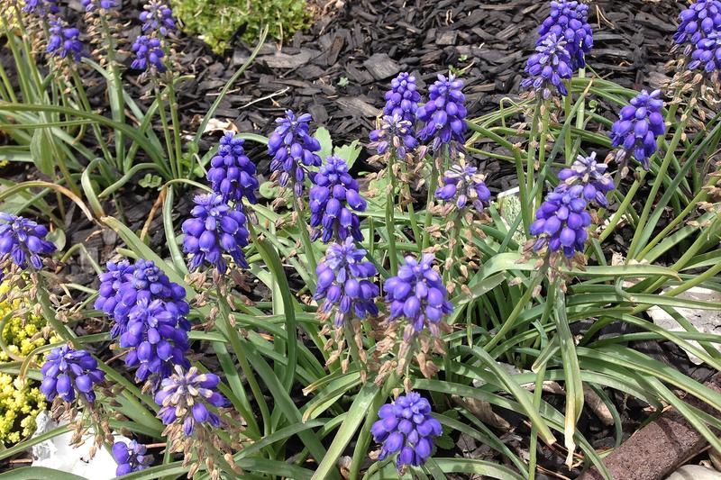 Muscari armeniacum, commonly known as grape hyacinth, is a charming spring-flowering bulb producing dense spikes of tiny, bell-shaped cobalt-blue