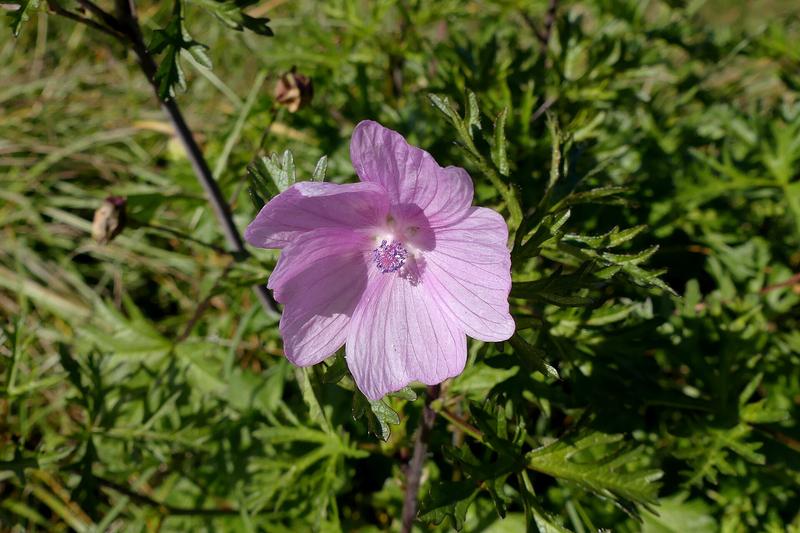 Musk Mallow (Malva moschata): Growing 60–80 cm tall with finely divided, ferny foliage, it brings cottage garden appeal and attracts bees
