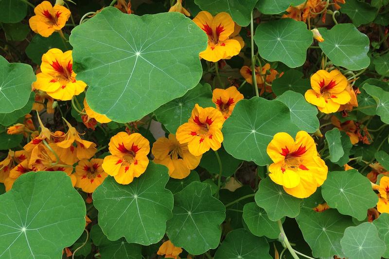 Nasturtium is a vibrant, fast-growing annual with round, lily-pad-like leaves and cheerful trumpet-shaped flowers in shades of orange, red, and yellow