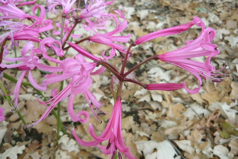 Nerine (Nerine bowdenii): The glossy, strap-shaped foliage emerges after flowering and persists through winter, making them an excellent choice for