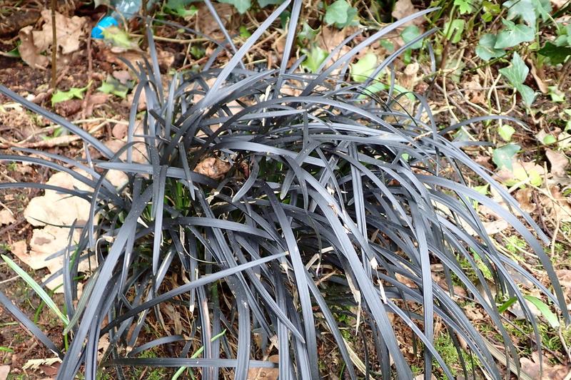 Lilyturf (Ophiopogon planiscapus): Despite its grass-like appearance, it belongs to the asparagus family and produces small white to pale pink
