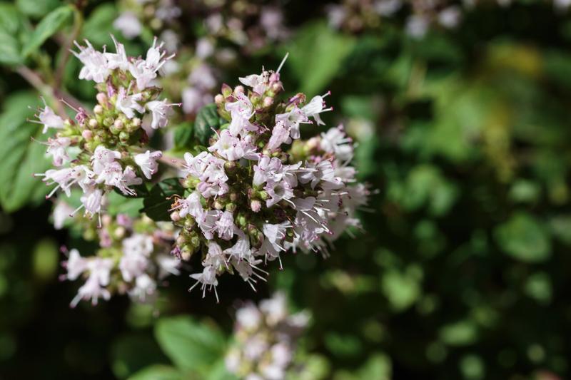 Oregano is a hardy, aromatic perennial herb native to the Mediterranean, forming bushy clumps of small, oval leaves with a warm, pungent flavour