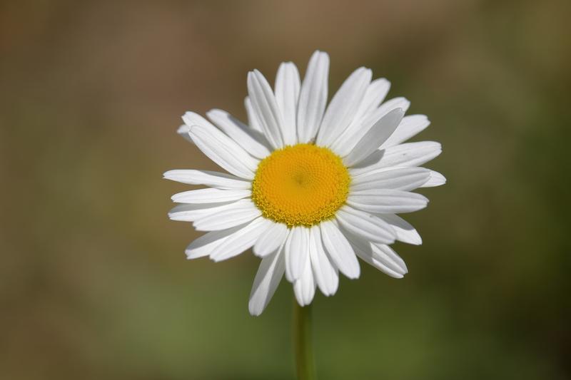 Ox-eye Daisy is a cheerful British native wildflower bearing classic white petals surrounding bright yellow centres from late spring through summer