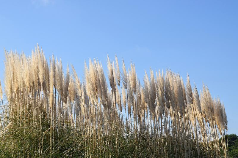 Pampas Grass (Cortaderia selloana): Growing up to 3 metres tall, this architectural plant creates a dramatic focal point in UK gardens with its