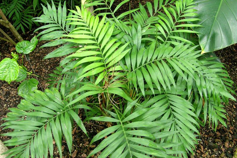 Parlour Palm (Chamaedorea elegans): The Parlour Palm is a compact, elegant houseplant native to the rainforests of Mexico and Guatemala, prized for