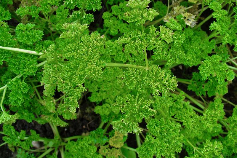 Parsley is a biennial herb with bright green, either curly or flat leaves, native to the Mediterranean region