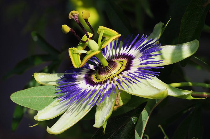 Passion Flower is a vigorous evergreen or semi-evergreen climber renowned for its extraordinary exotic blooms featuring intricate purple and white