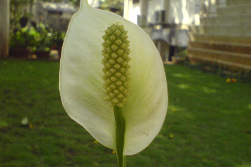 Peace Lily (Spathiphyllum wallisii): The Peace Lily is a popular evergreen houseplant native to the tropical rainforests of Central and South