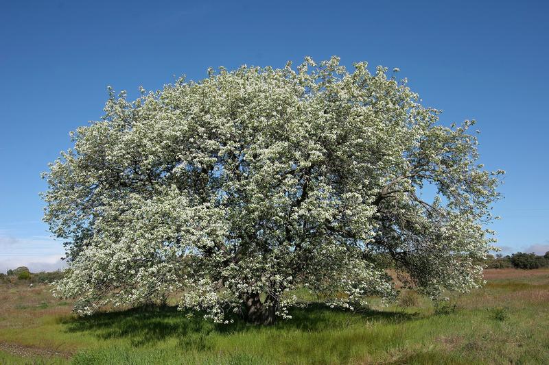 Pear (Pyrus communis): The pear is a deciduous fruit tree producing sweet, juicy fruits with distinctive bell shapes and smooth skin ranging from