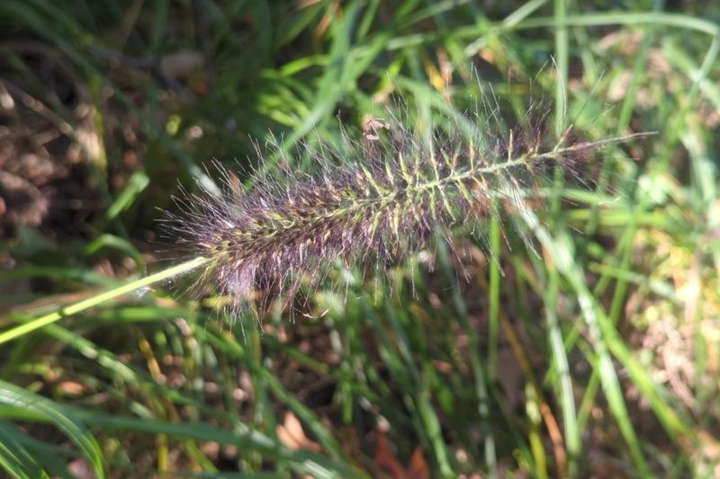 Fountain Grass (Pennisetum alopecuroides): From midsummer through autumn, it produces stunning pink-tinged to purple flower heads that age to