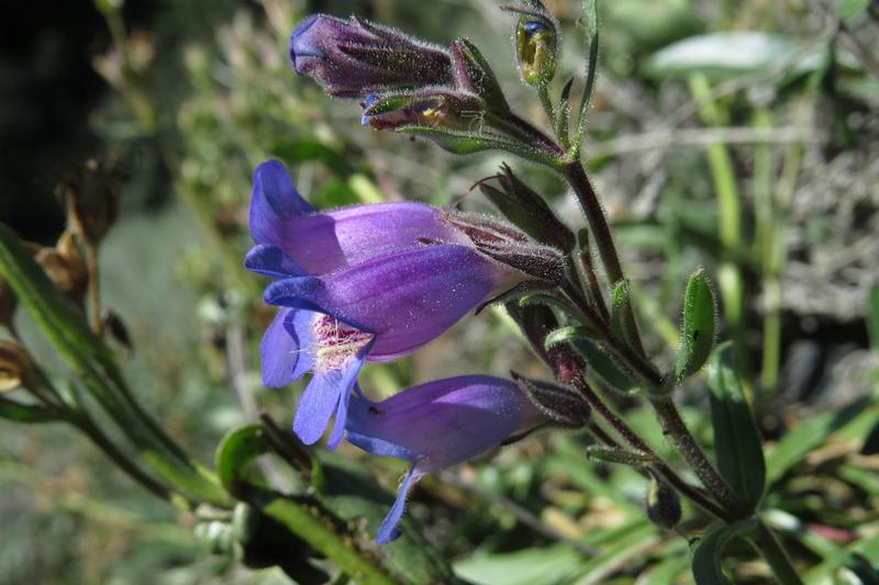 Penstemon is a vibrant perennial prized for its tubular flowers in shades of pink, red, purple, and white that bloom from early summer through to