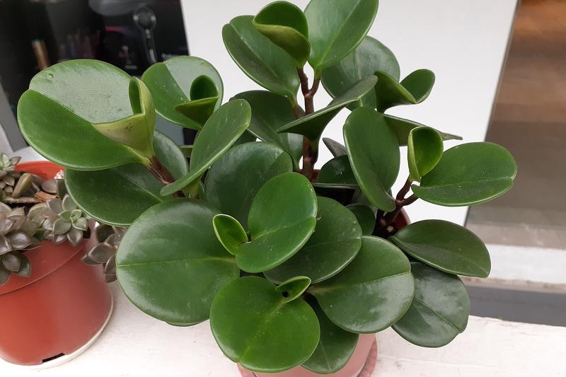 Peperomia obtusifolia is a compact, evergreen houseplant native to Central and South America, prized for its thick, glossy, spoon-shaped leaves and
