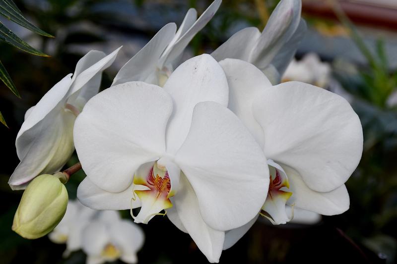 Phalaenopsis Orchid (Phalaenopsis): British gardeners favour them for their relatively easy care compared to other orchids, stunning blooms in