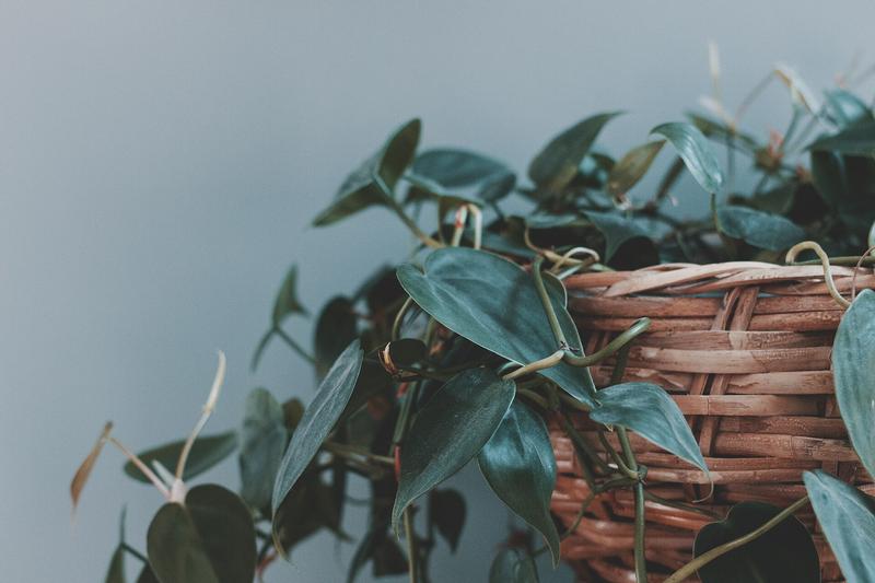 Philodendron hederaceum is a popular trailing houseplant native to Central America and the Caribbean, prized for its glossy, heart-shaped leaves and