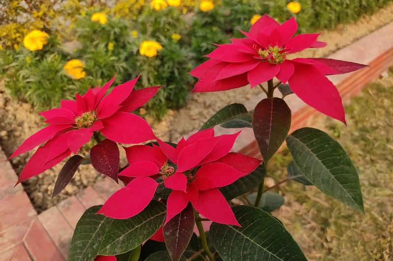 Poinsettia is a striking houseplant native to Mexico, celebrated for its vibrant red, pink, or white bracts that appear in winter