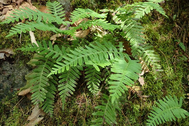 Polypody Fern is a charming evergreen native fern with leathery, deeply divided fronds that remain attractive throughout winter