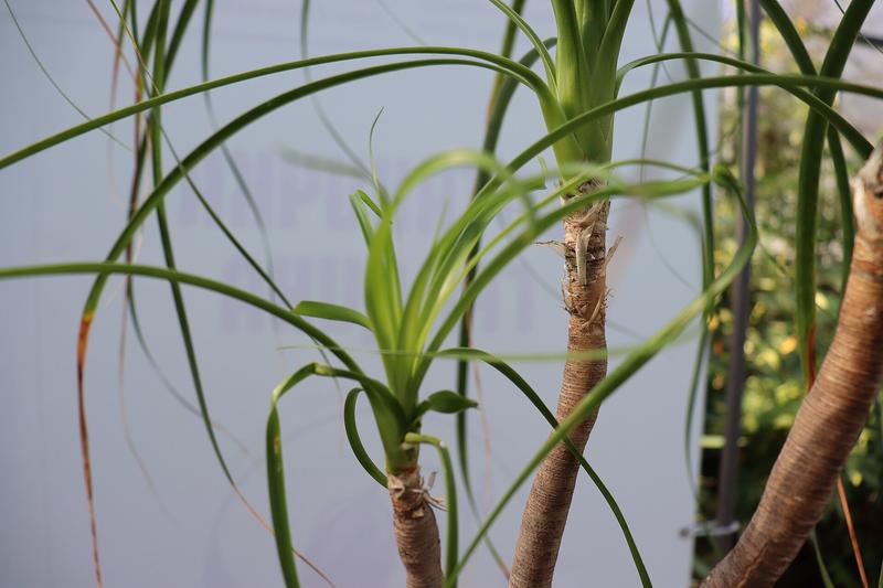 Ponytail Palm (Beaucarnea recurvata): The Ponytail Palm is a striking succulent houseplant native to the semi-desert regions of Mexico