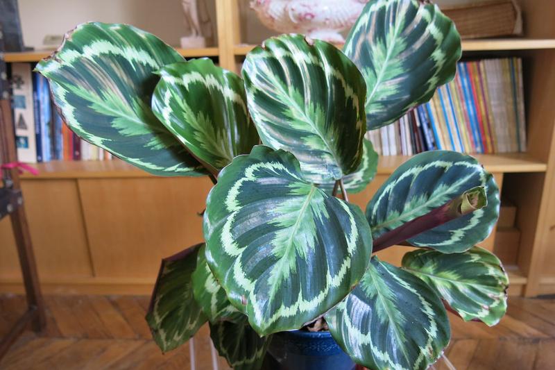 Prayer Plant (Maranta leuconeura): The Prayer Plant is a striking tropical houseplant native to the Brazilian rainforest, renowned for its