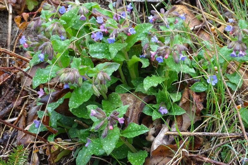 Pulmonaria is a charming spring-flowering perennial native to Europe, prized for its spotted, silver-splashed foliage and clusters of pink-to-blue