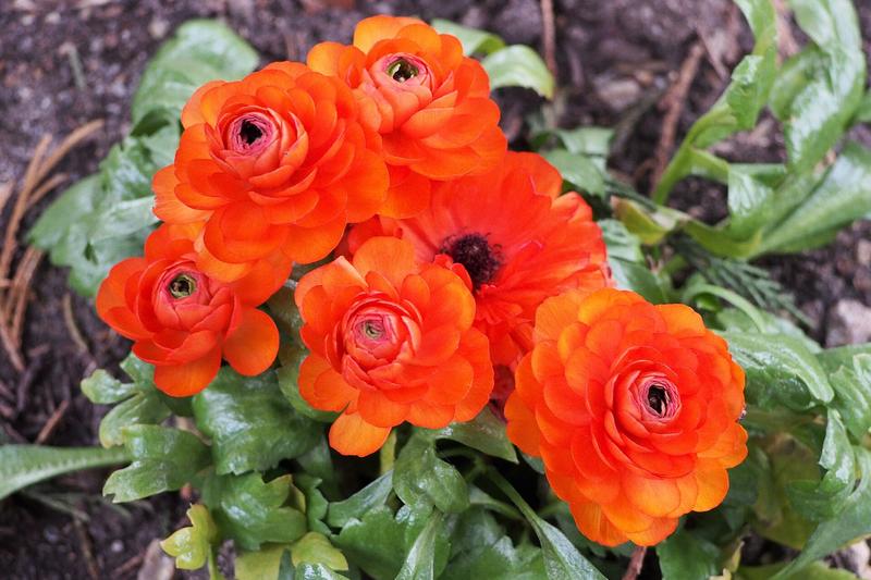 Ranunculus asiaticus, commonly known as ranunculus or Persian buttercup, produces spectacular rose-like blooms in vibrant shades of pink, red