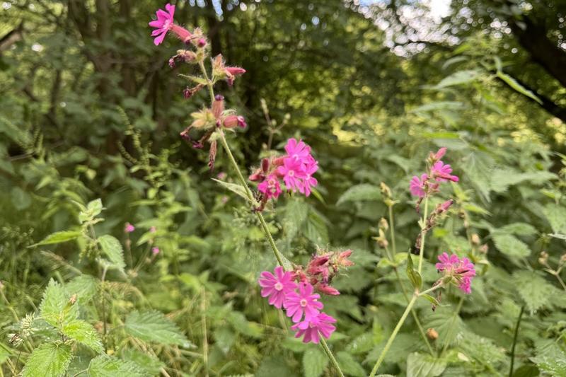 Red Campion is a charming British native wildflower producing clusters of bright pink to magenta flowers from late spring through summer