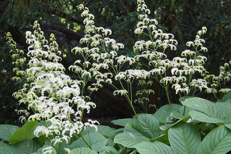 Rodgersia is a striking architectural perennial native to China, prized for its large, horse-chestnut-like leaves and plumes of creamy-white flowers