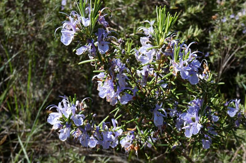 Rosemary is an evergreen Mediterranean shrub with aromatic, needle-like leaves and pale blue flowers that appear from spring through summer