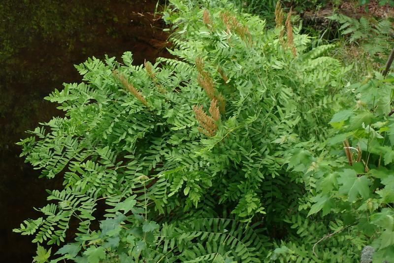 Royal Fern is a majestic deciduous fern native to the UK and one of our largest native species, reaching up to 2 metres in height