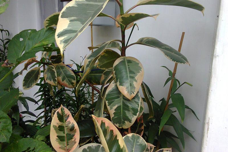 Rubber Plant (Ficus elastica): The Rubber Plant is a striking evergreen houseplant native to Southeast Asia, prized for its large, glossy, deep