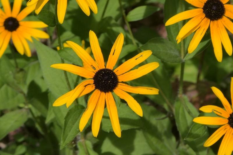 Rudbeckia fulgida is a cheerful North American perennial beloved by UK gardeners for its golden-yellow daisy flowers with distinctive dark centres