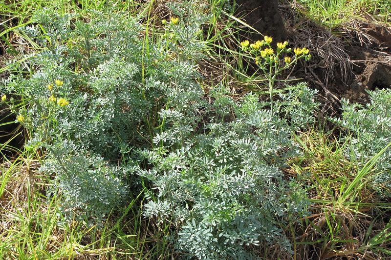 Rue is a hardy, evergreen perennial herb native to the Mediterranean, prized for its distinctive blue-green foliage and small yellow flowers that