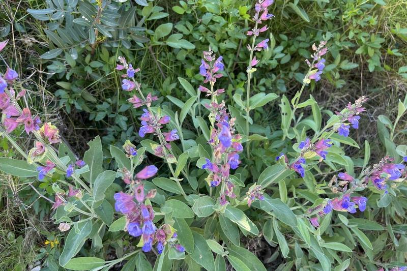 Sage is an evergreen Mediterranean shrub prized for its aromatic grey-green leaves and culinary versatility