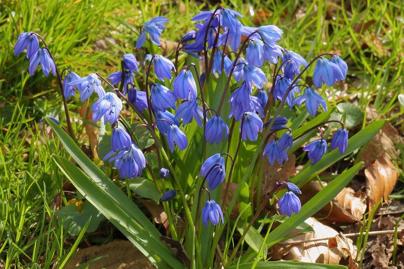 Scilla siberica is a charming early spring bulb producing nodding, bell-shaped flowers in brilliant cobalt blue