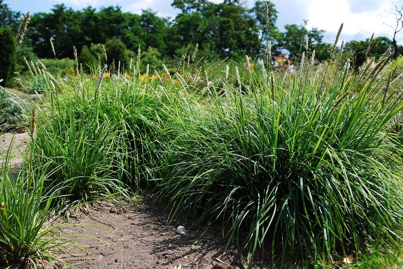 Moor Grass (Sesleria autumnalis): It forms dense tufts of narrow, blue-green foliage that remains attractive throughout the year, making it