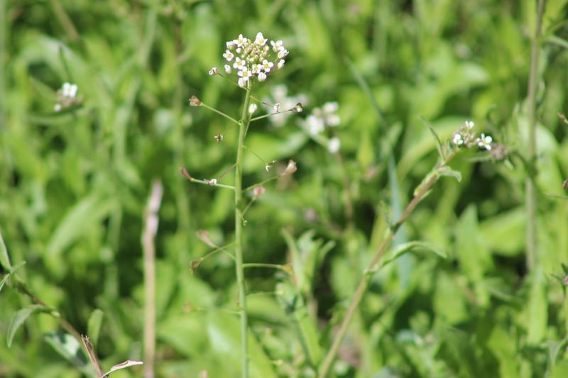 Shepherd's Purse (Capsella bursa-pastoris) growing in a natural setting