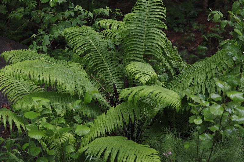 Ostrich Fern (Matteuccia struthiopteris): The Ostrich Fern is a magnificent deciduous fern native to temperate regions of the Northern Hemisphere