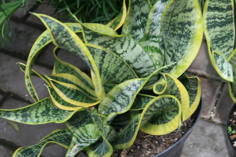 Snake Plant (Dracaena trifasciata): The snake plant is an architectural evergreen houseplant with striking sword-shaped leaves marked with
