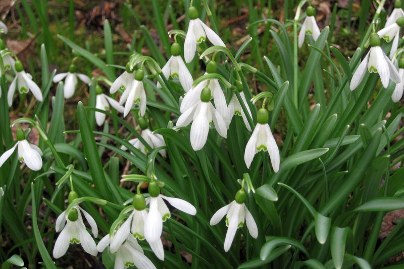 Snowdrops are beloved early-flowering bulbs producing delicate nodding white flowers with distinctive green markings, typically appearing from