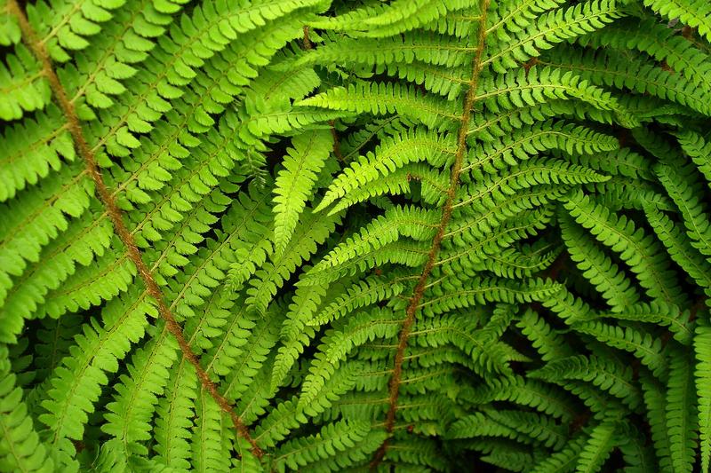 Soft Shield Fern (Polystichum setiferum): Its delicate, finely divided foliage creates a soft, feathery texture that brings year-round interest to
