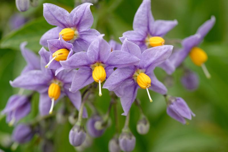 Solanum crispum is a vigorous semi-evergreen climber native to Chile, prized for its profuse clusters of fragrant, purple-blue flowers with prominent