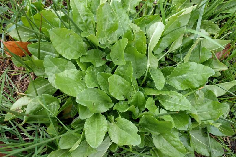 Sorrel (Rumex acetosa): Growing 30–60 cm tall, it produces arrow-shaped leaves and tall flower spikes in summer