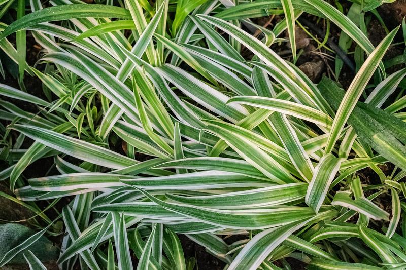 Spider Plant (Chlorophytum comosum): The distinctive white or cream-striped leaves add year-round interest to homes, offices, and conservatories