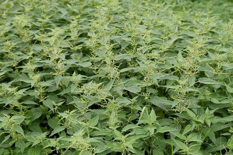 Stinging Nettle (Urtica dioica) growing in a natural setting