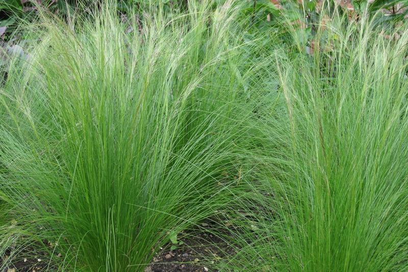 Mexican Feather Grass is a graceful ornamental grass native to Texas, New Mexico and Mexico, forming elegant clumps of fine, hair-like green foliage
