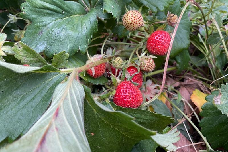 Strawberry (Fragaria × ananassa): The garden strawberry is a widely grown hybrid species prized for its sweet, aromatic red fruit and attractive